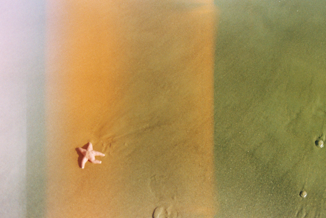 starfish-with-light-leak-664