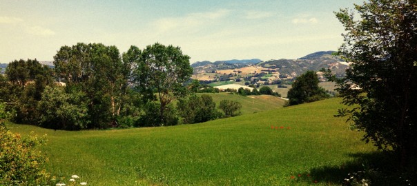 Cagli Wheat Field